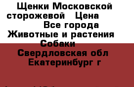 Щенки Московской сторожевой › Цена ­ 35 000 - Все города Животные и растения » Собаки   . Свердловская обл.,Екатеринбург г.